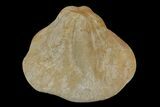 Miocene Fossil Echinoid (Clypeaster) - Taza, Morocco #174365-1